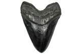 Fossil Megalodon Tooth - Massive River Meg #350773-1